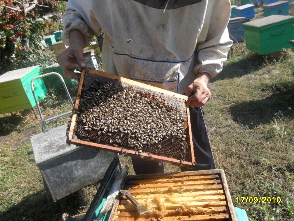  мед в Уфе и Республике Башкортостан